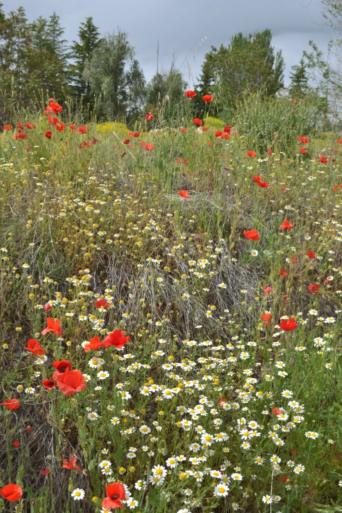 Полевые цветы в Паленсии