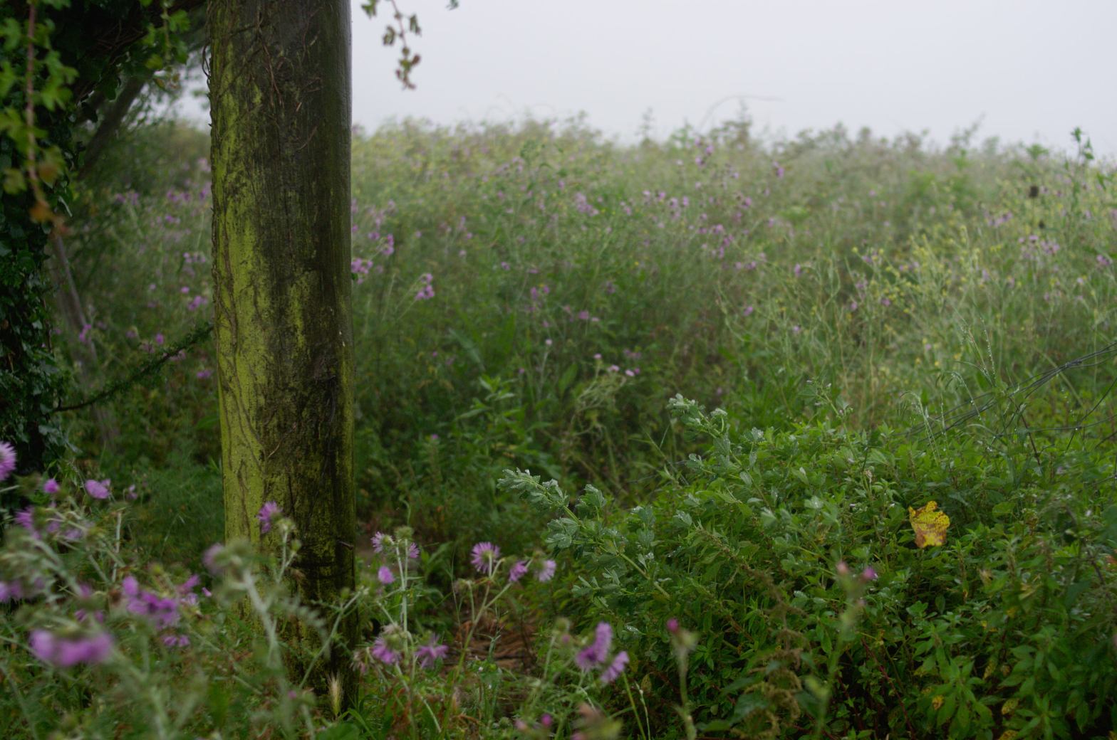 На горе Бандерас