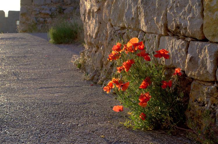 Маки прорастают из-под камня.