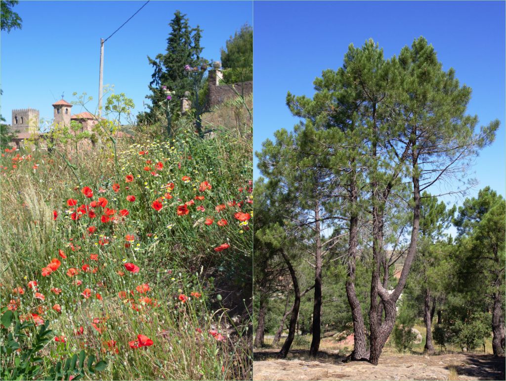 Природа Сигуэнсы: сухая трава, мак и сосны.