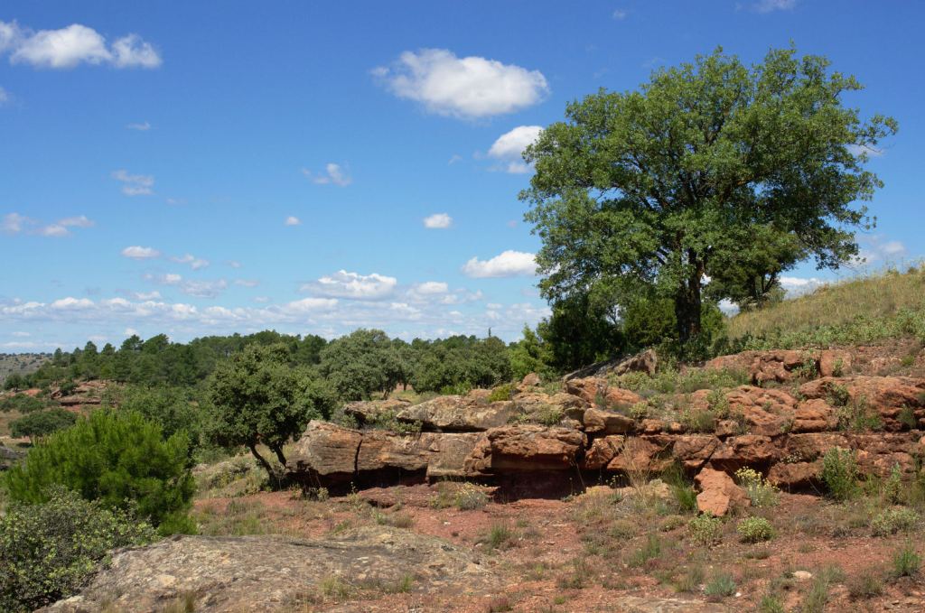 Природа Сигуэнсы: каменные дубы цепляются за красноватые скалы.