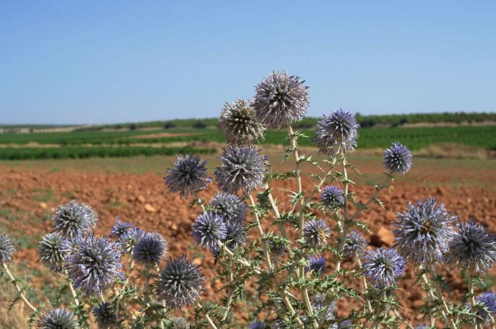 Vegetación de la estepa