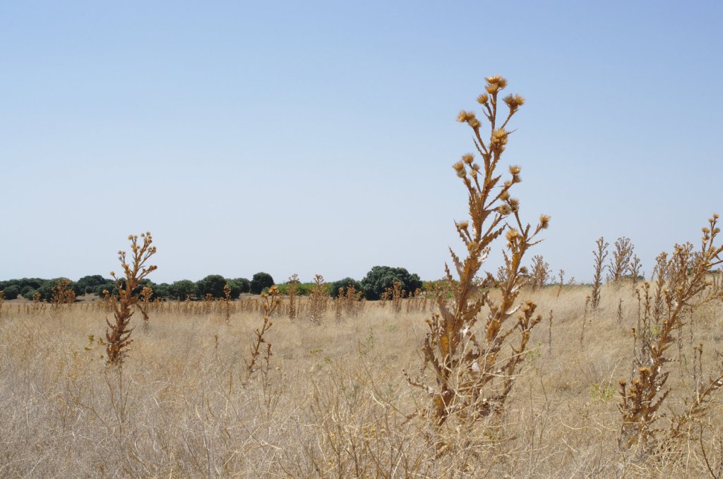 Vegetación silvestre de la estepa