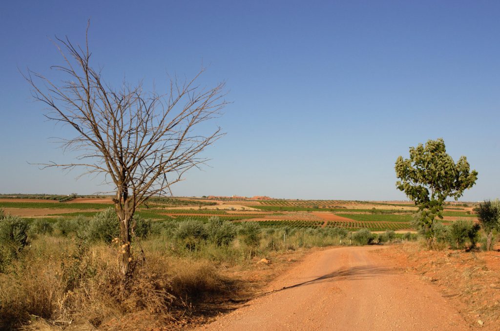 Camino rural, árbol seco