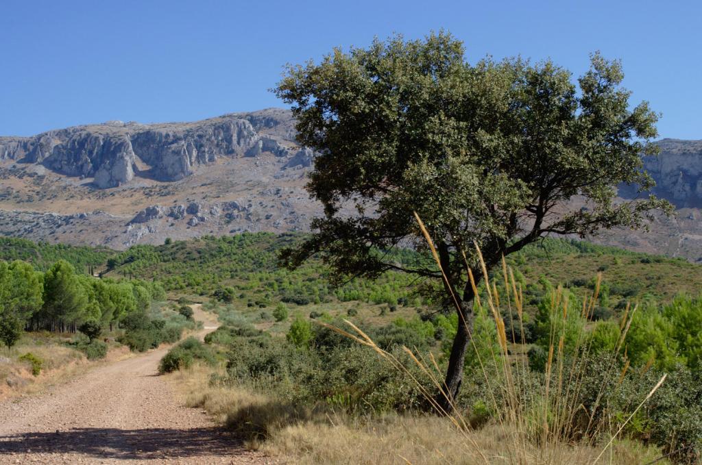 Природа в окрестностях города