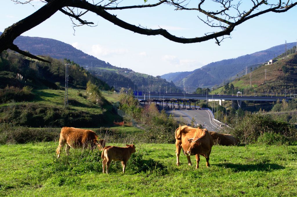 Пасутся коровы, вдалеке — горы и дорога