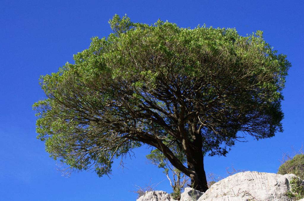 Каменный дуб растёт среди скал