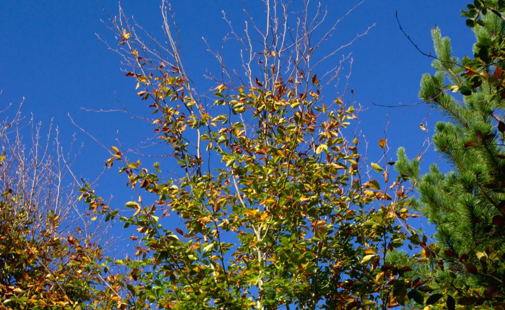 Листья желтеют и опадают