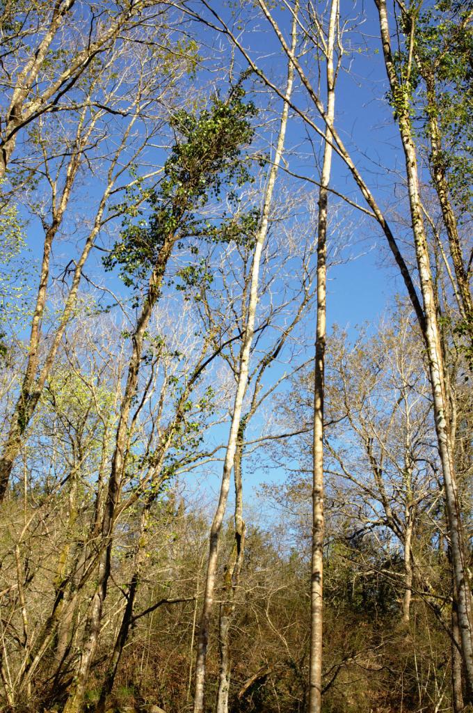 Деревья тянутся к небу, ловя солнечные лучи.