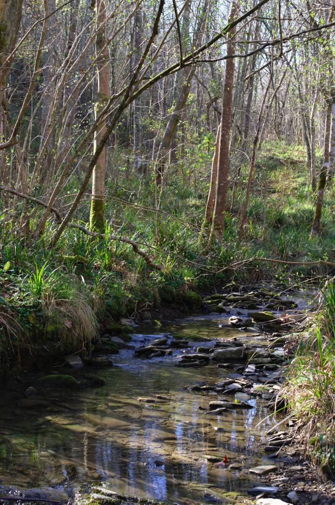 Горная речушка в заповеднике Пагоэта.