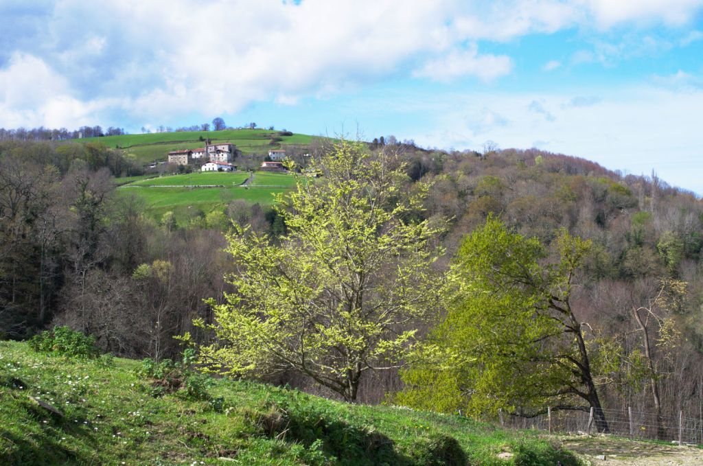 Молодые листочки деревьев сверкают в солнечных лучах.