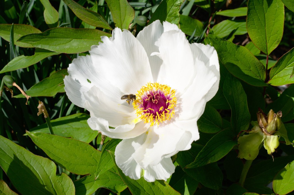 Пчела собирает нектар с цветка в ботаническом саду Пагоэты.