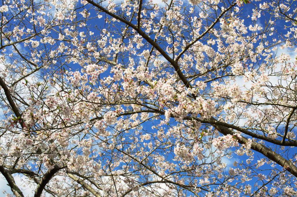 Буйный цвет на фоне синего неба. Пагоэта.