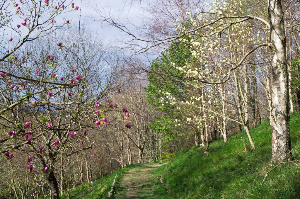 Дорожка в ботаническом саду Пагоэты. По сторонам цветут магнолии.