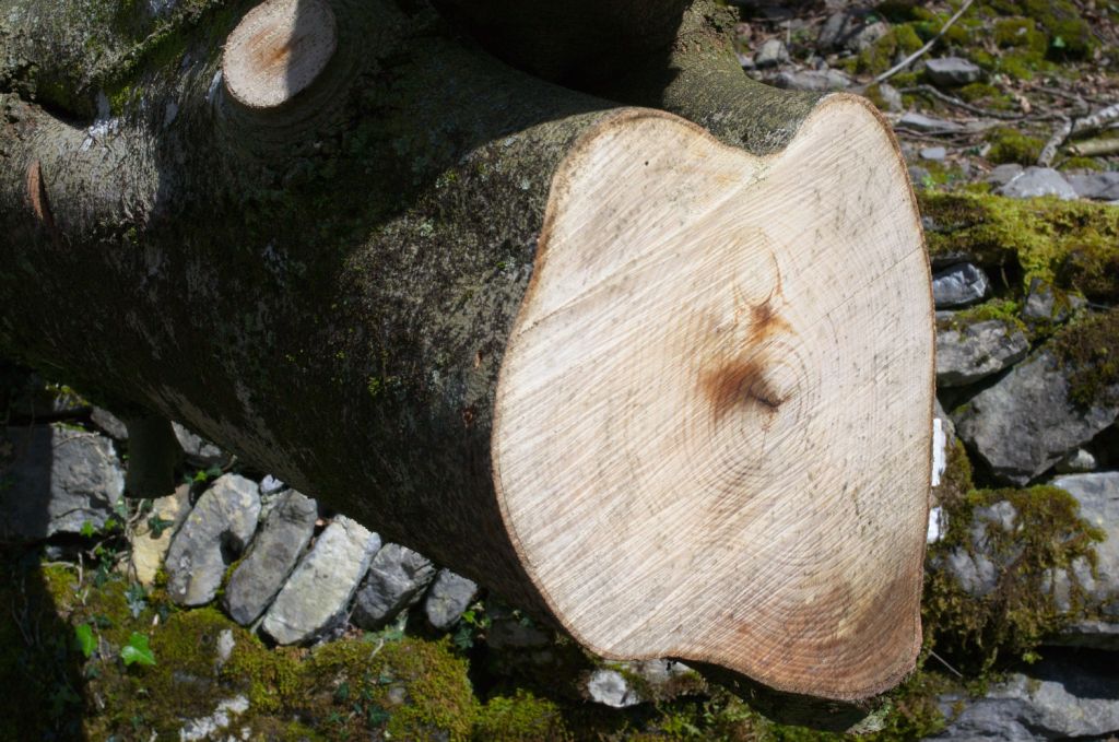 Tronco talado de un árbol caído.