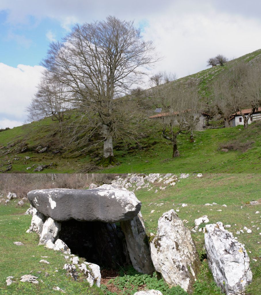 Haya centenaria y dolmen.