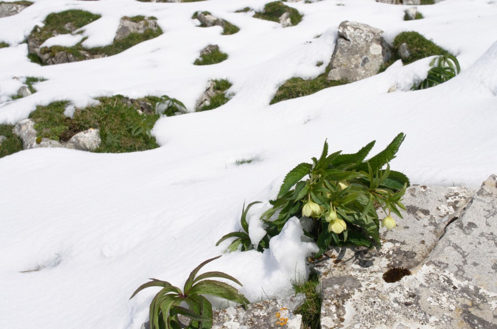 Flores entre la nieve.