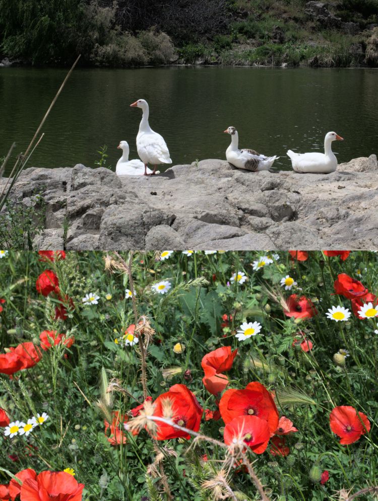Ocas en la orilla del río. Amapolas rojas entre hierba.