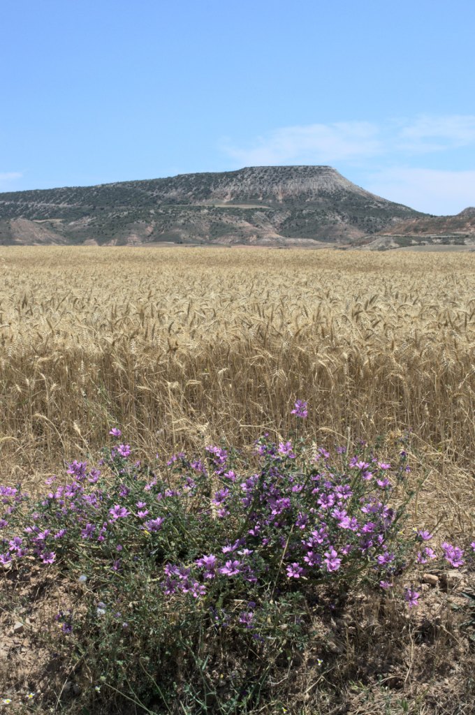 Flores, campo de cereal y montaña