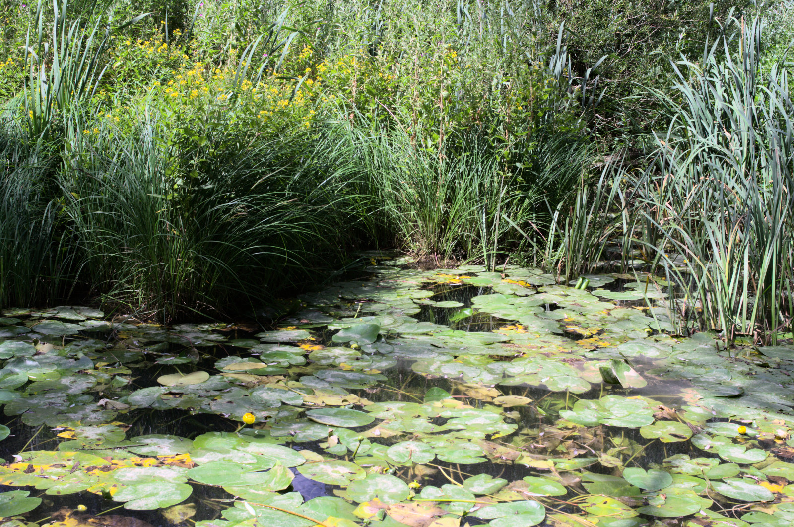 Болотно-речные растения