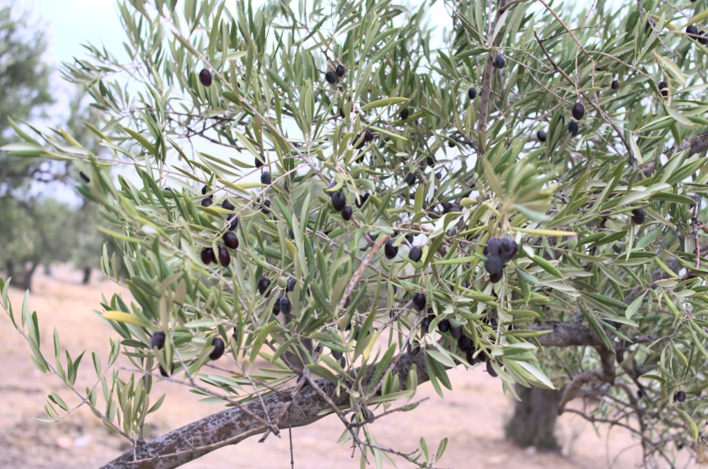 Оливковое дерево со спелыми плодами