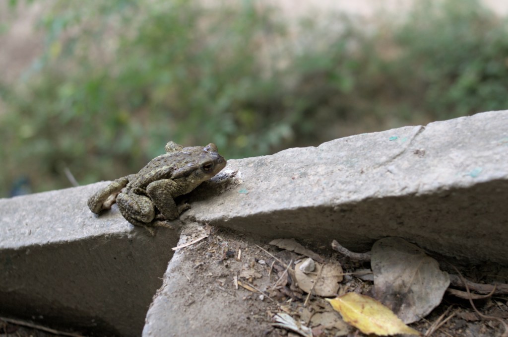 Жаба на камне лестницы