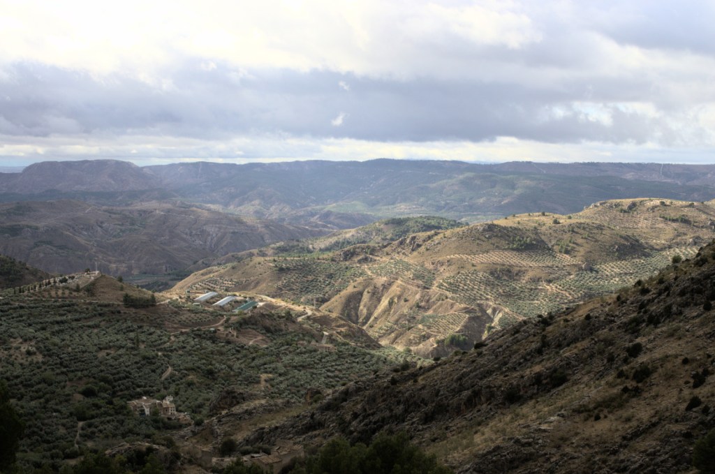 Вид на горы. Пологие склоны заняты оливковыми рощами.