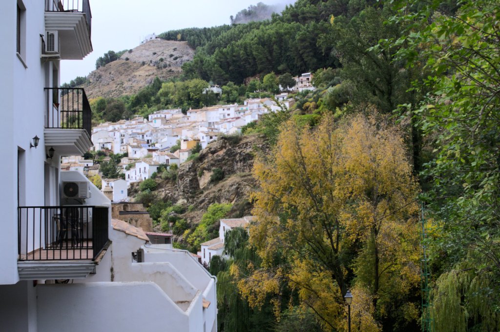 Дерево с жёлтыми листьями на фоне зелени и белых домов