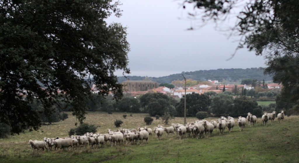 Вечер. Отара пересекает поляну