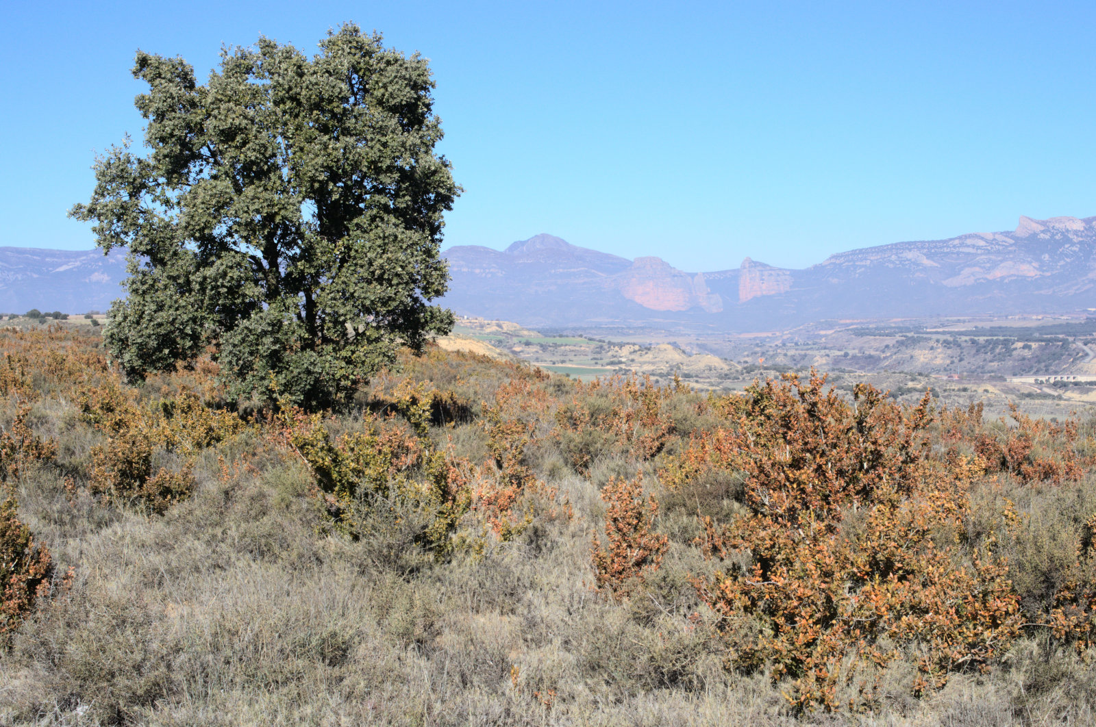 Вечнозелёное дерево, сухая трава, вдали горы
