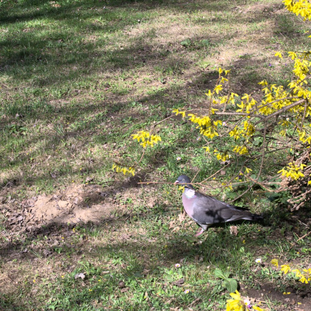 Голубь держит веточку в клюве