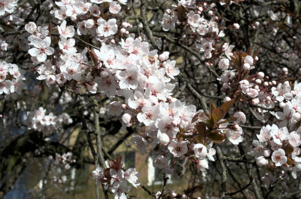 Цветение фруктового дерева