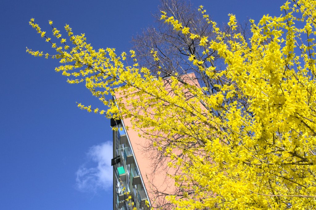 Ярко-жёлтые цветы и многоэтажка