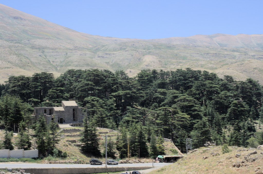 Кедры темнеют на фоне голых склонов гор