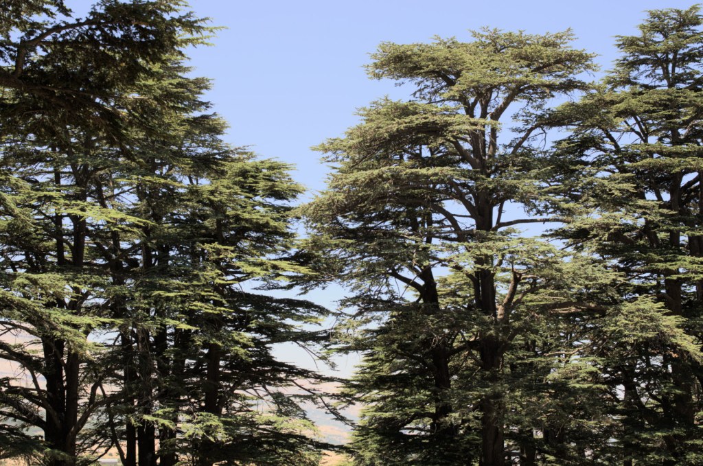 Могучие тысячелетние кедры