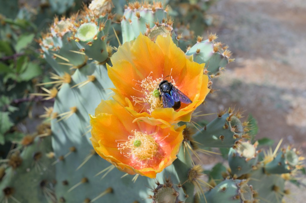 Оранжевые цветы кактуса с насекомым внутри