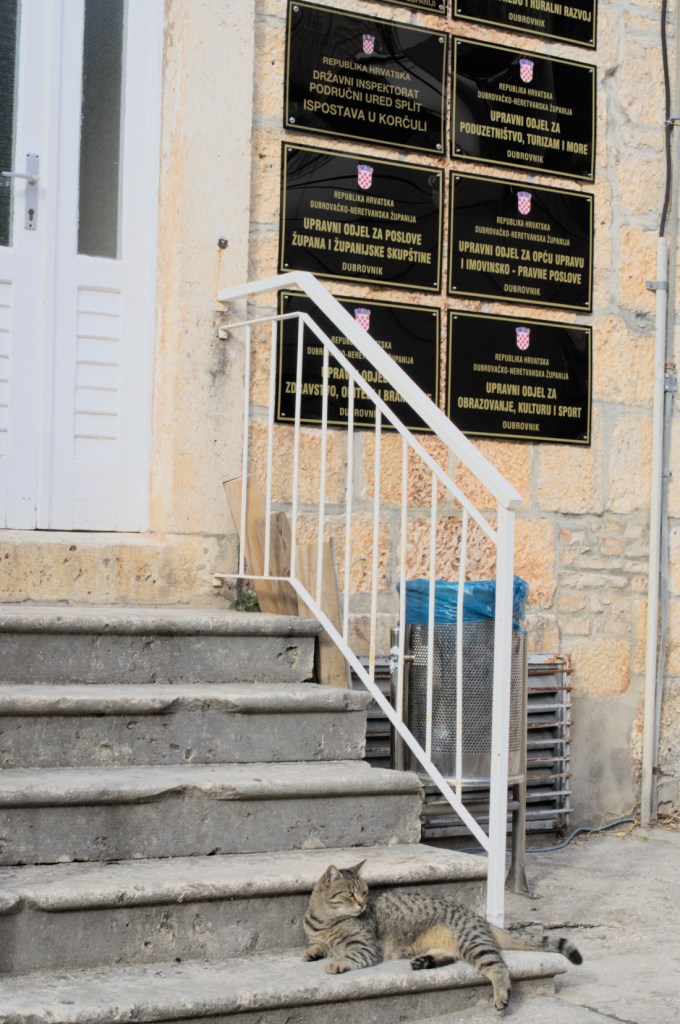 Кошка лежит на ступеньке, у двери висят таблички государственных учреждений