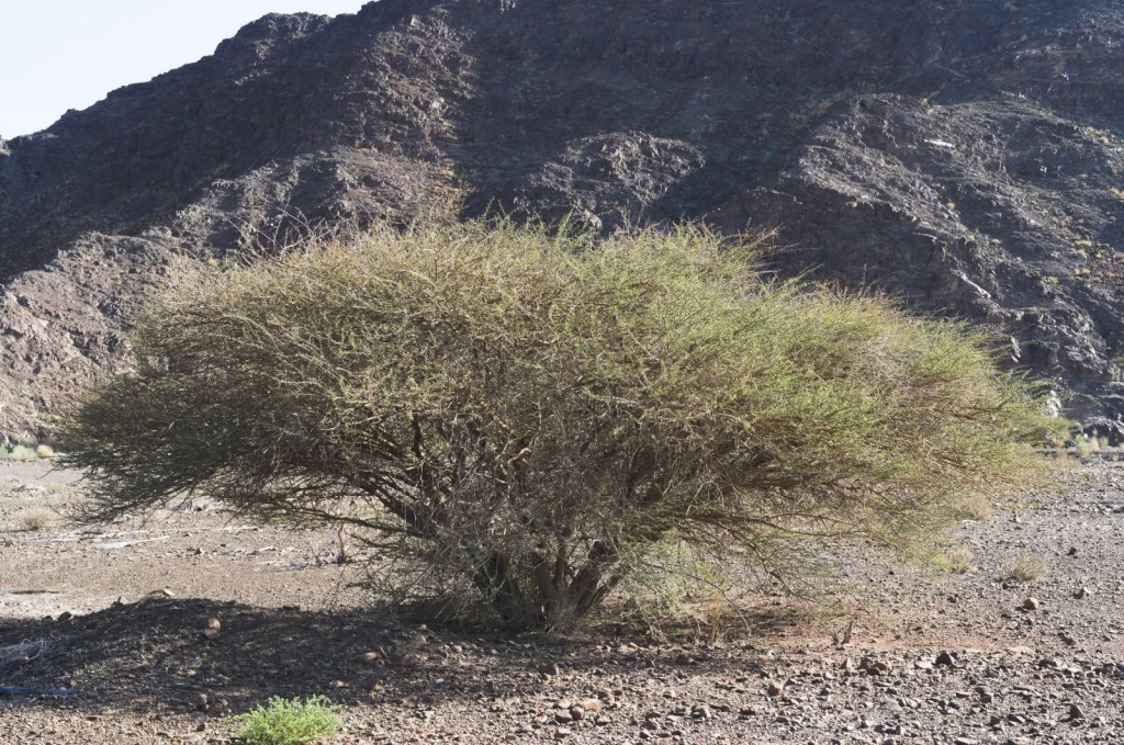 Разлогий кустарник растёт из каменистой земли