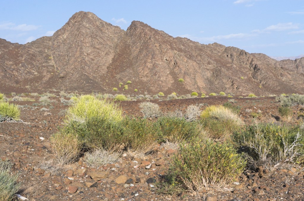 Небольшие кустарники играют оттенками зелёного на красноватой каменистой земле