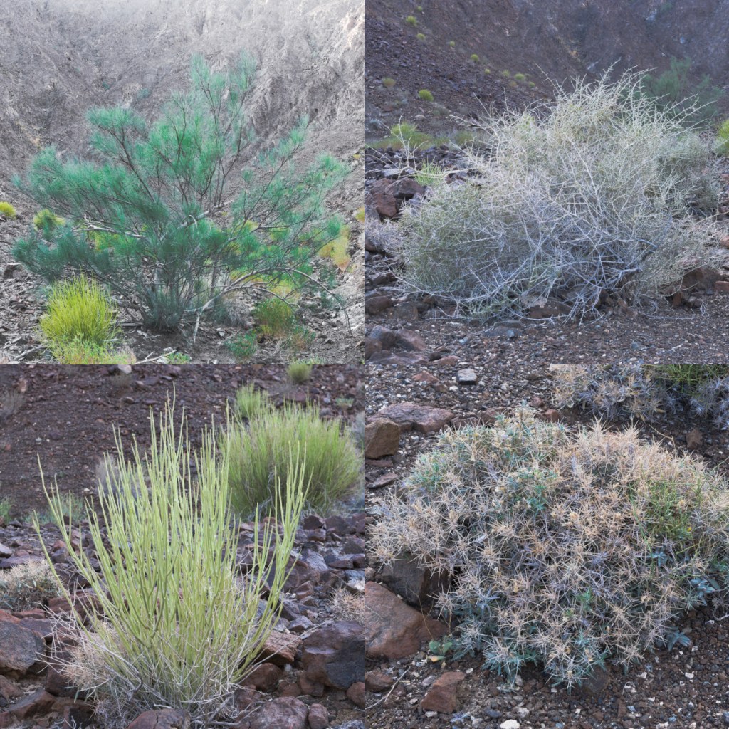 Четыре вида пустынных растений