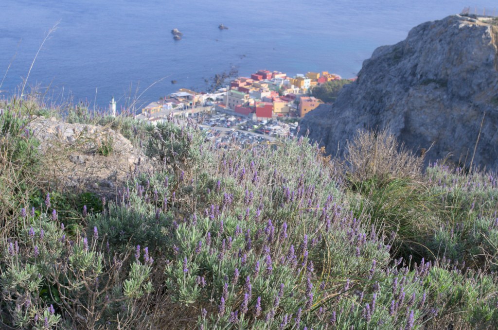 Цветы лаванды на вершине горы, под её скалистыми склонами разноцветные дома
